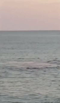 Cape Cod Shark Feasts on Seal