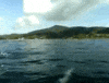 Dolphin GIF
