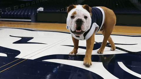 Happy Butler Bulldogs GIF by Butler University