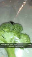Ohio Man Finds Black Widow Spider on His Store-Bought Broccoli
