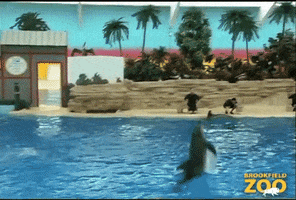 High Jump Hello GIF by Brookfield Zoo