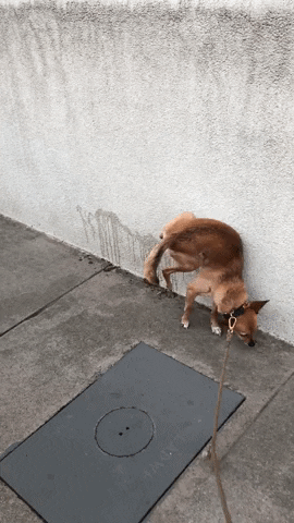 skylergross giphyupload GIF