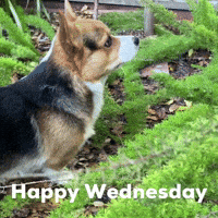 Corgi Milo GIF