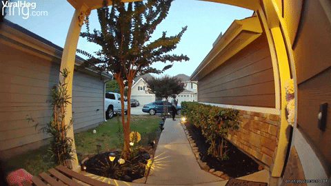 Funny Animals Lemur GIF by ViralHog