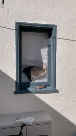 cuteanimalland giphyupload GIF