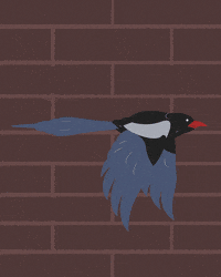 maxtemescu  GIF