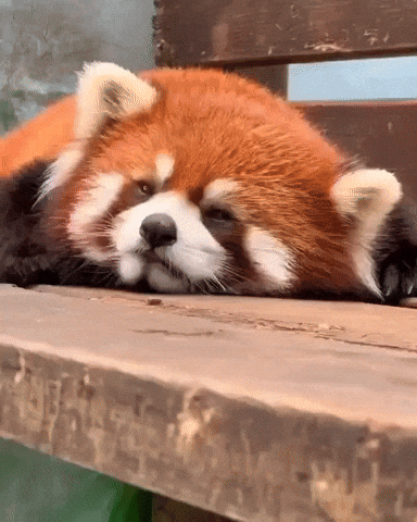 cuteanimalland giphyupload GIF