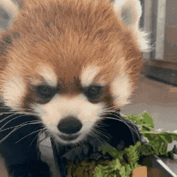 Red Panda GIF by Valley Zoo Development Society