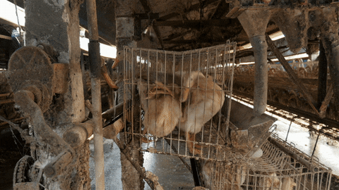 easttw giphyupload GIF