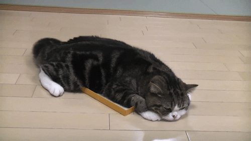 cat books GIF