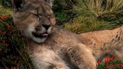 Tired Lion GIF by Nat Geo Wild