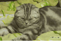 Cat Falling GIF