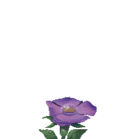 Flowers Aqua Sticker by Apivita