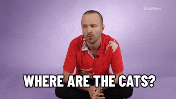 Cats?