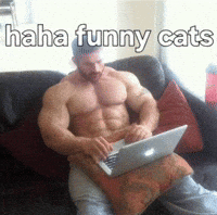 Cat Car GIF