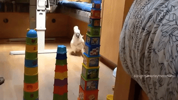 Funny Cockatoo Attacks Plastic cup Towers
