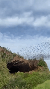 Spectacular Video Captures Thousands of Bats Flying From Mexican Cave