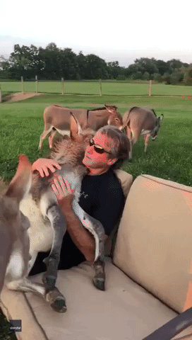Free Foal-ing: Ohio Man Serenades Donkey in His Arms