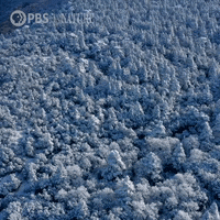 Pbs Nature Animales GIF by Nature on PBS