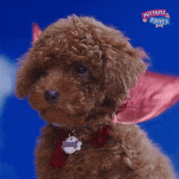 Dogs Puppy GIF by Mittens & Pants