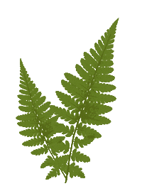 Leaf Leaves Sticker by Athleta