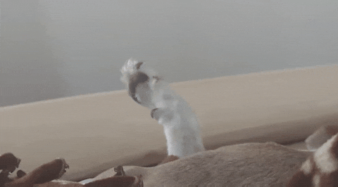 markbarrus  GIF