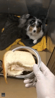 Pooch Makes Pillow Out of Pill-Filled Sandwich