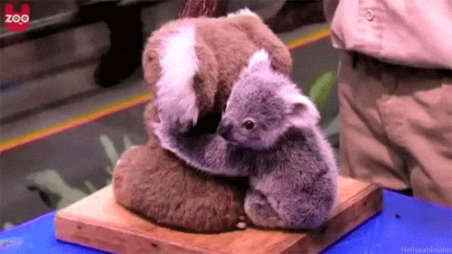 Koala-baby GIFs - Get the best GIF on GIPHY