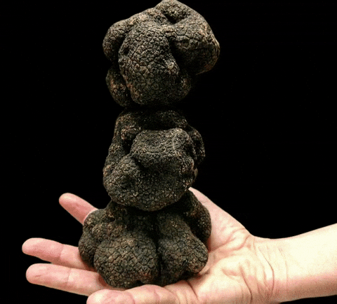 DONE4NYTRUFFLE giphyattribution truffle truffles blacktruffle GIF