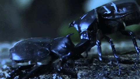 Beetle GIF by Science Friday