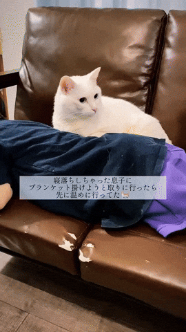 cuteanimalland giphyupload GIF