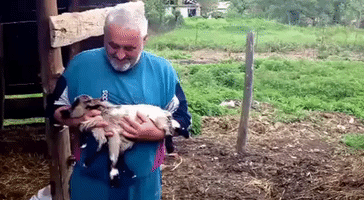 Goat With Eight Legs Born in Croatia