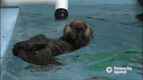 sea otter GIF by Monterey Bay Aquarium