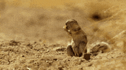 Scared When Nature Calls GIF by ABC Network