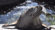 mysticaquarium  GIF