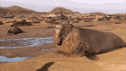 GIF by KQEDScience