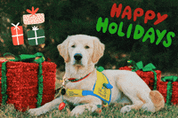 canineorg dog christmas puppy dogs GIF