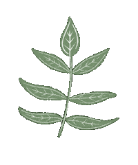 Leaf Boho Sticker