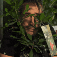 nutrillermo nutrillermo GIF