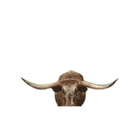 Texas Longhorns Horns Sticker by Junk Gypsy Co.