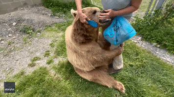 'Completely Happy, Comfortable and Loved': Syrian Bear Purrs as Sanctuary Carer Brushes Fur