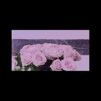 Flowers Bird GIF by Betsy