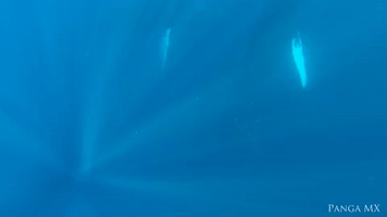 Humpback Whales Enjoy an Underwater Dance