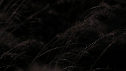 Danceofthemoon GIF by Ajeet