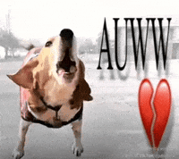 Sybau GIF