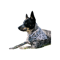 Skellington Cattledog Sticker by Geekster Pets