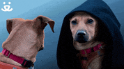Save Them All Star Wars GIF by Best Friends Animal Society