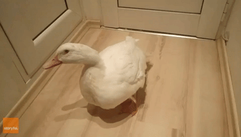Duck Tastes Cherries for the First Time, Wags Tail With Happiness