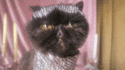 muaddibthecat cat mood sparkle yum GIF