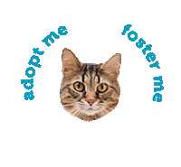 friendsofpacc cat dog pets adopt Sticker